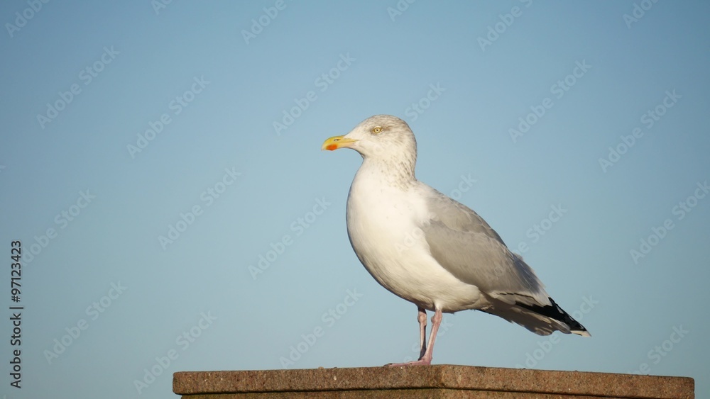 Close up seagulls in Aberdeen, Scotland
Close up seagulls in Aberdeen, Scotland
