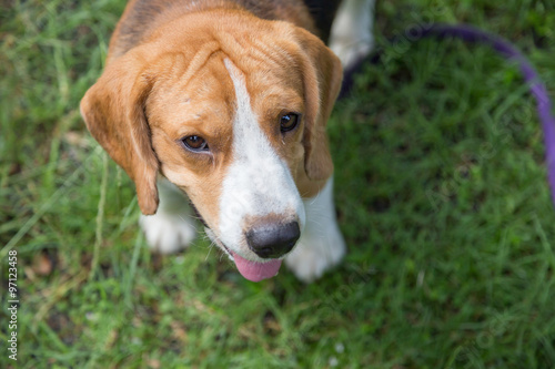 Nice beagle dog boy