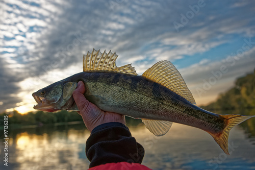 Walleye in fisherman's hand, HDR toned