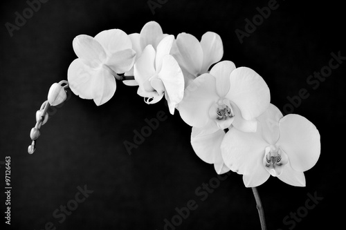 Fototapeta Naklejka Na Ścianę i Meble -  Phalaenopsis aphrodite orchid, in black and white