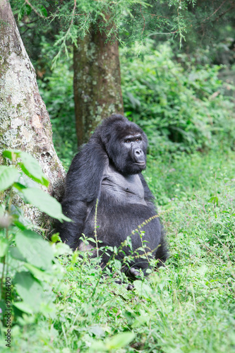 Mountain gorilla © alvaher