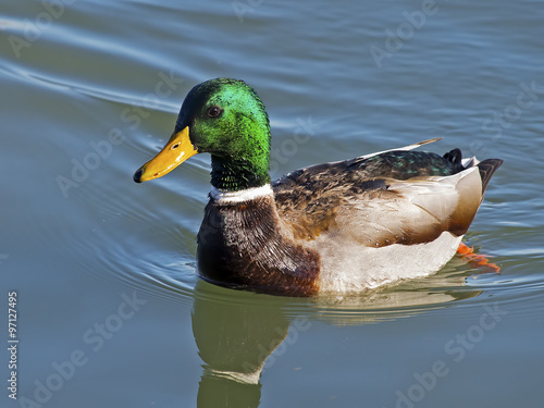 Male Mallard