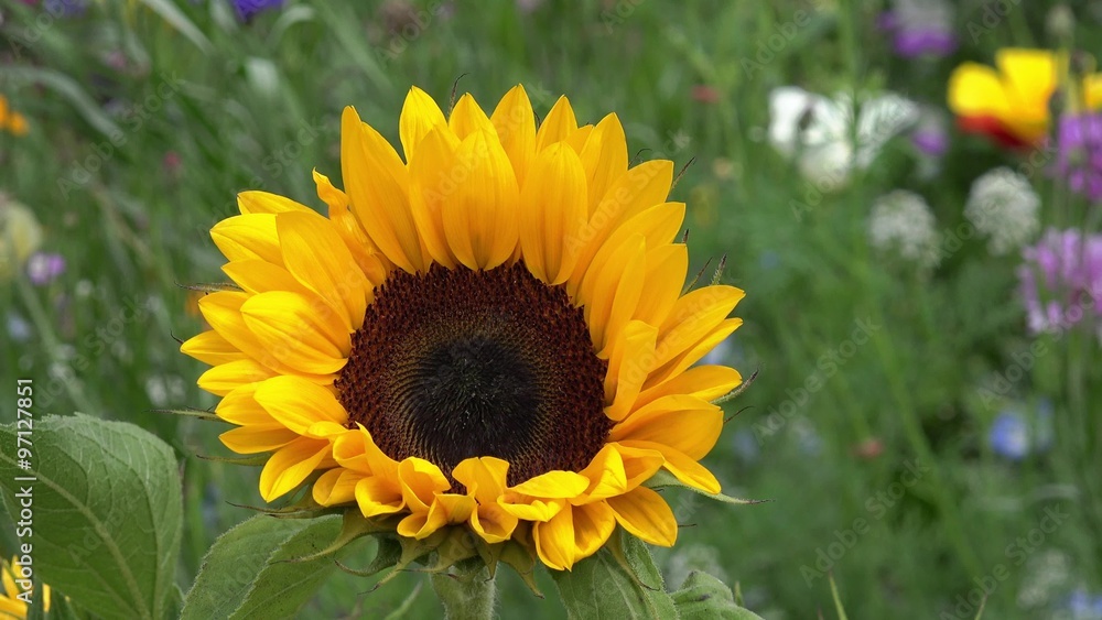Sunflower in the nature Sunflower in the nature