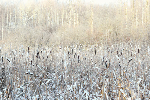 Fototapeta Naklejka Na Ścianę i Meble -  reed winter forest