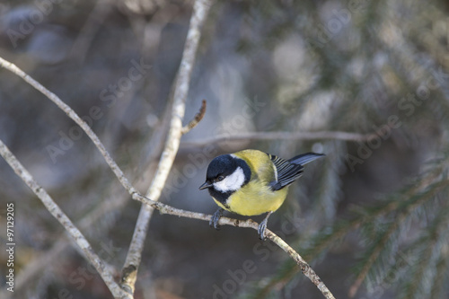 Great tit in woods