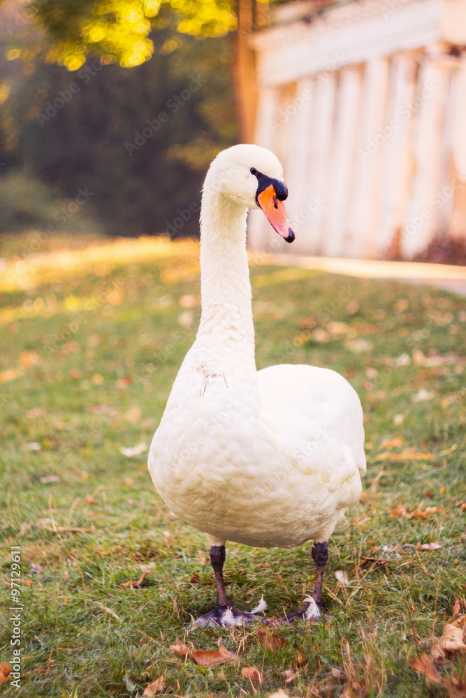 Obraz premium White swan
