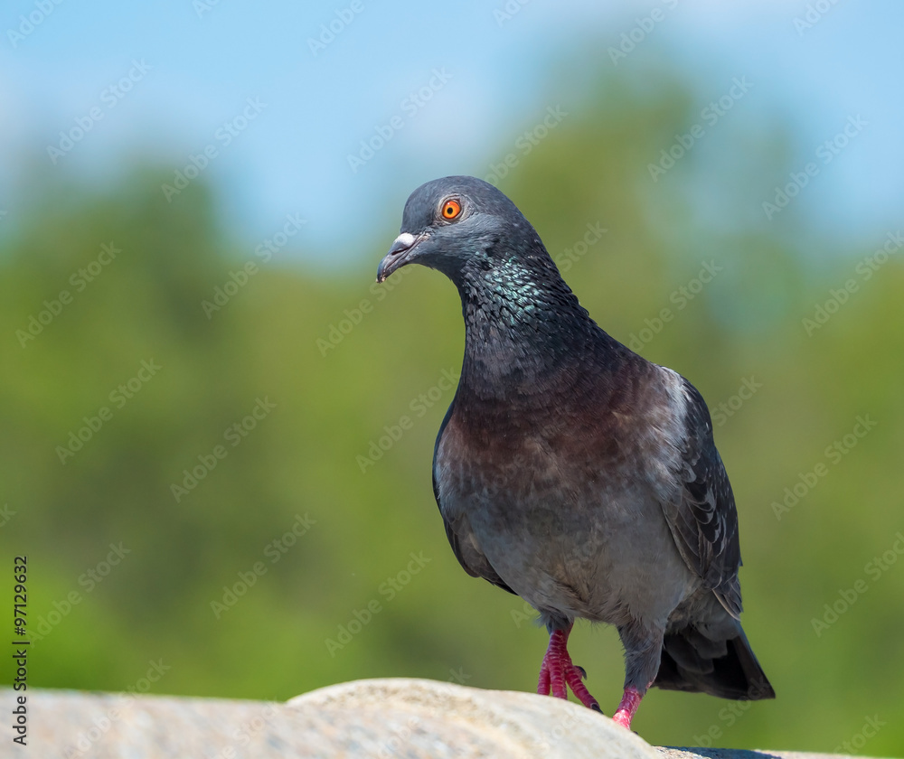 pigeon bird in nature on blur of water pigeon bird in nature on blur of water