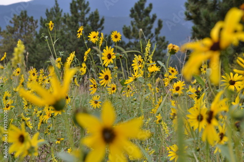 campo di piccoli girasoli in lungo la strada in Arizona 