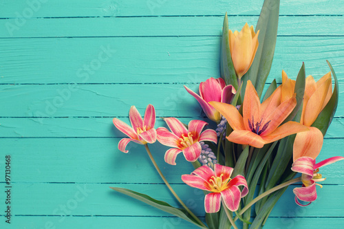 Fototapeta Naklejka Na Ścianę i Meble -  Yellow and red tulips flowers  on turquoise  painted wooden plan