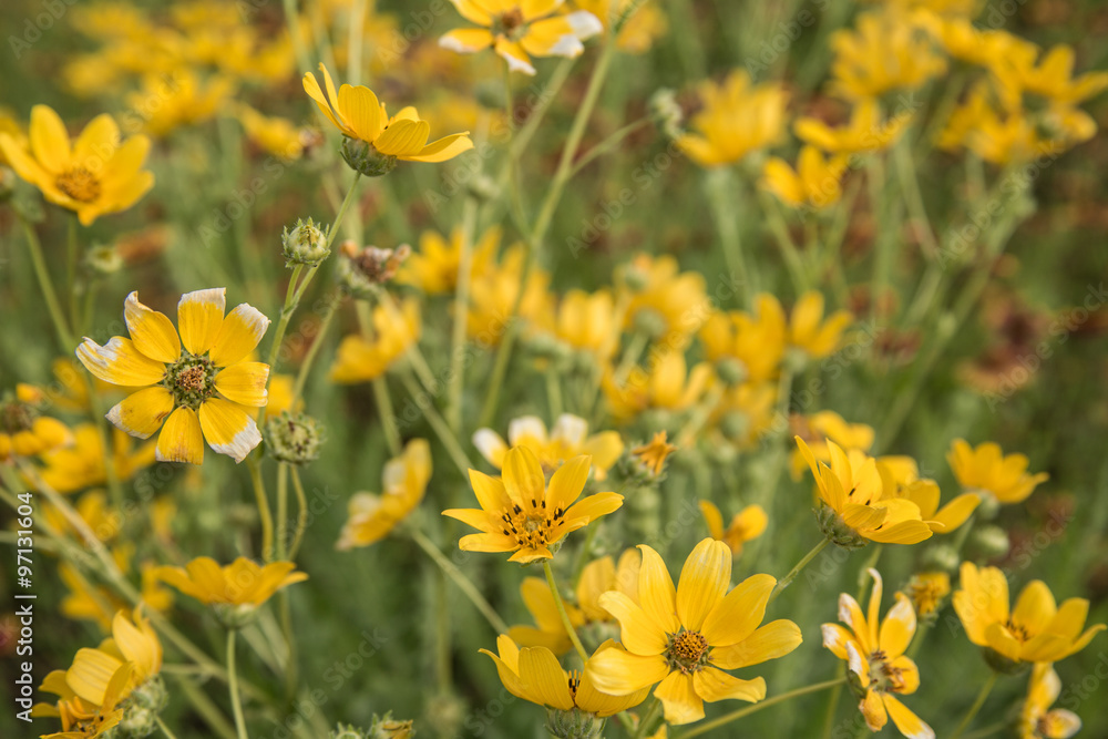 Happy Flowers / Close up of a patch of bright yellow wildflowers in Springtime.  