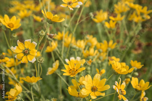 Happy Flowers / Close up of a patch of bright yellow wildflowers in Springtime. 