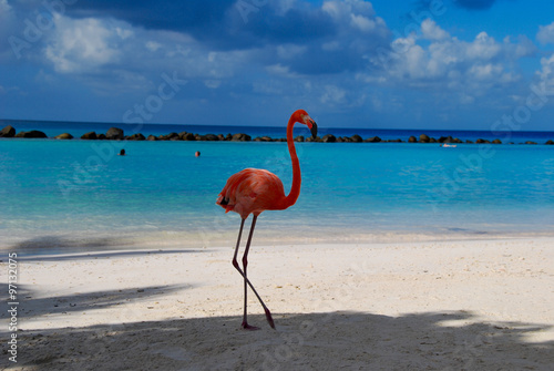 Flamingos on the Beach/ Flamingos standing close to the sea on a beach in Aruba.
