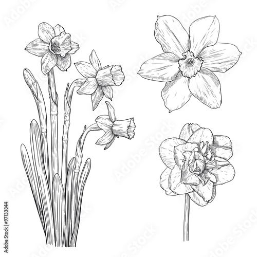 Vector narcissus.