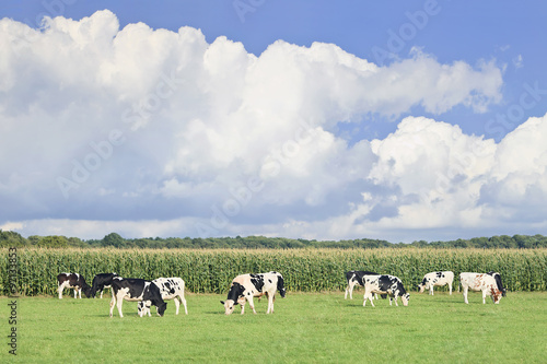 Holstein-Friesian cattle in a green Dutch meadow  corn field  blue sky and clouds.