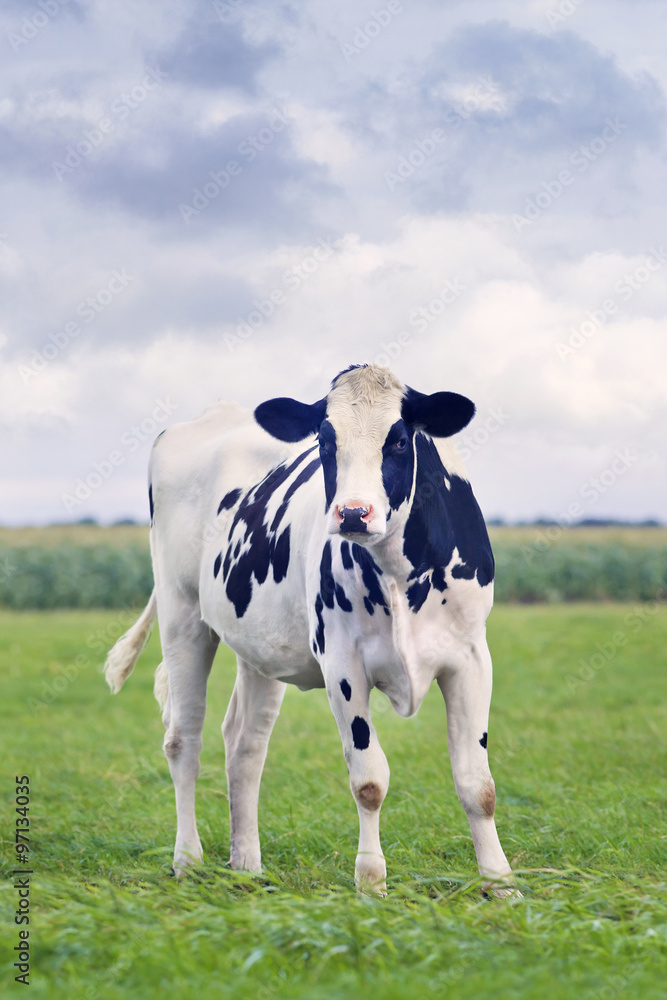 Cute Holstein-Frisian calf in a green Dutch meadow with a corn field on the background. Cute Holstein-Frisian calf in a green Dutch meadow with a corn field on the background.