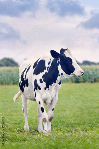 Cute Holstein-Frisian calf in a green Dutch meadow with a corn field on the background.