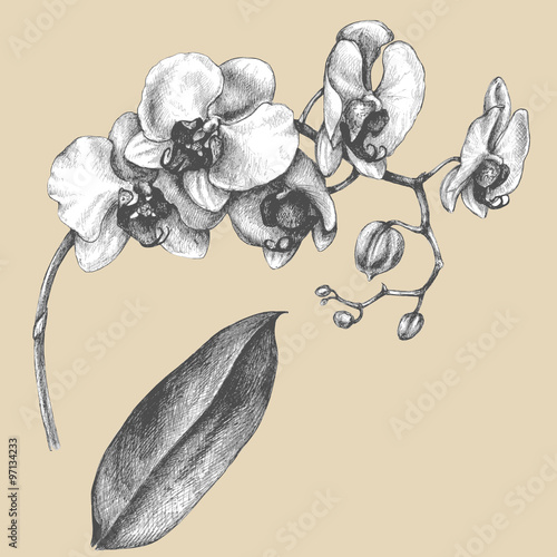 Branch of orchid with leaf.