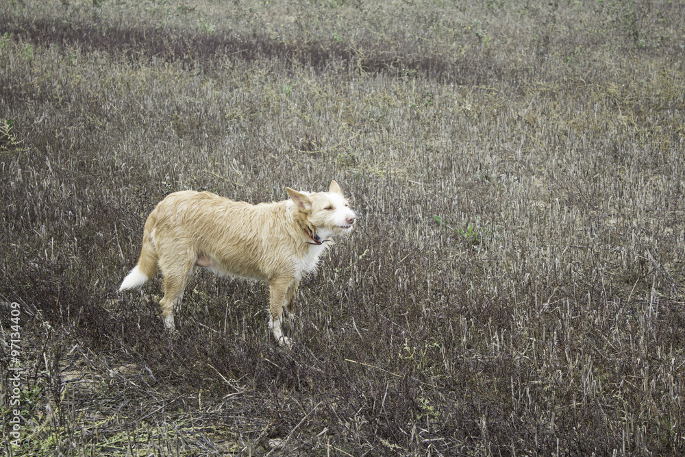 Obraz premium Dog arid forest