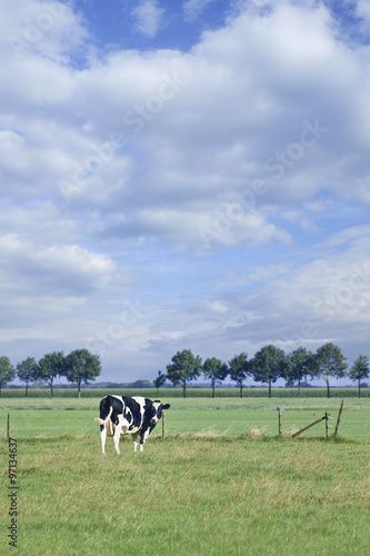 Grazing Holstein-Frisian cow stands in a green meadow on a sunny summer day.
