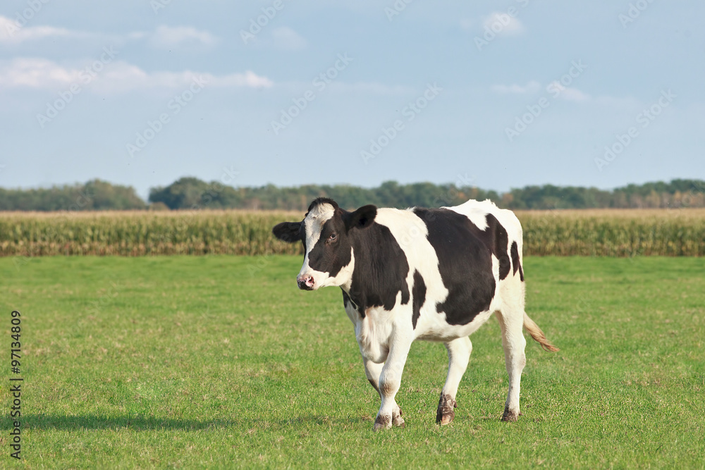 Holstein-Frisian cattle in a green meadow with cornfield on the background, The Netherlands.