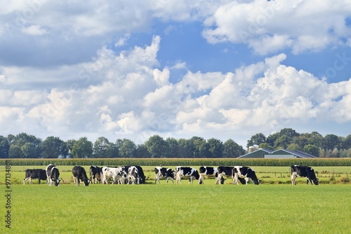 Holstein-Frisian cattle in a green meadow, cornfield and farm on background, blue sky and dramatic cloud, The netherlands.
