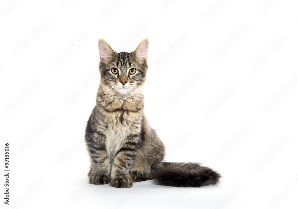 cute tabby kitten on white