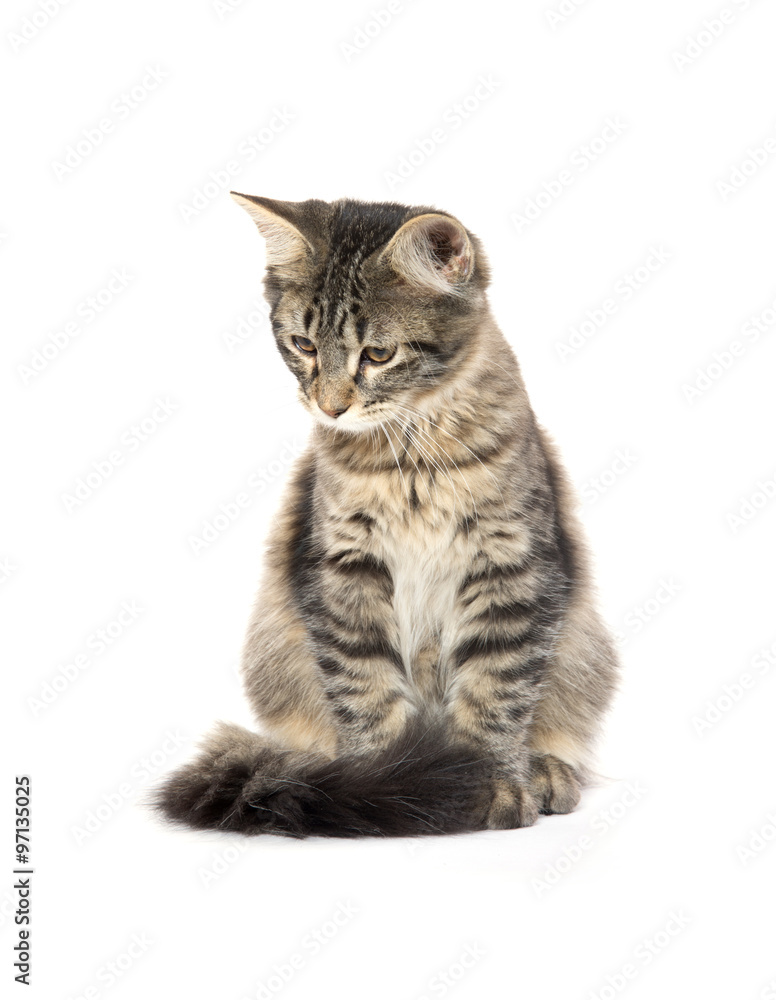 Fototapeta premium Ładny kot Mora