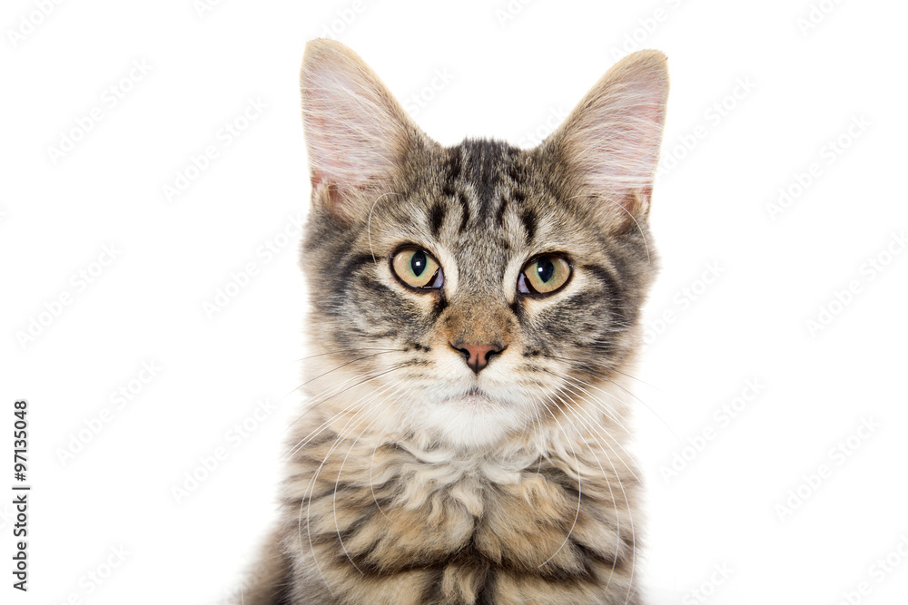 Obraz premium cute tabby kitten on white