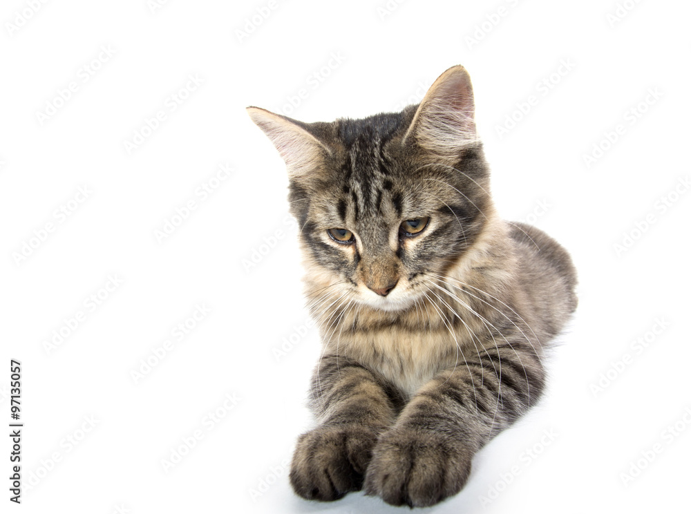 Obraz premium cute tabby kitten on white