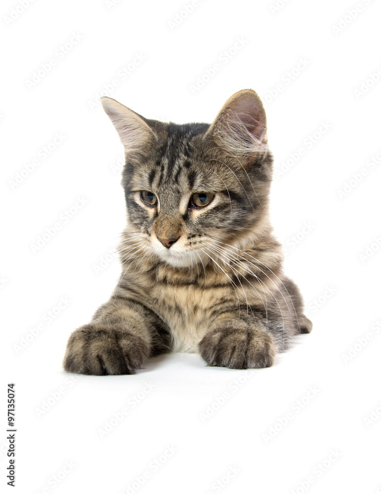 Obraz premium cute tabby kitten on white