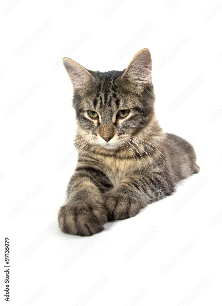 Obraz premium cute tabby kitten on white