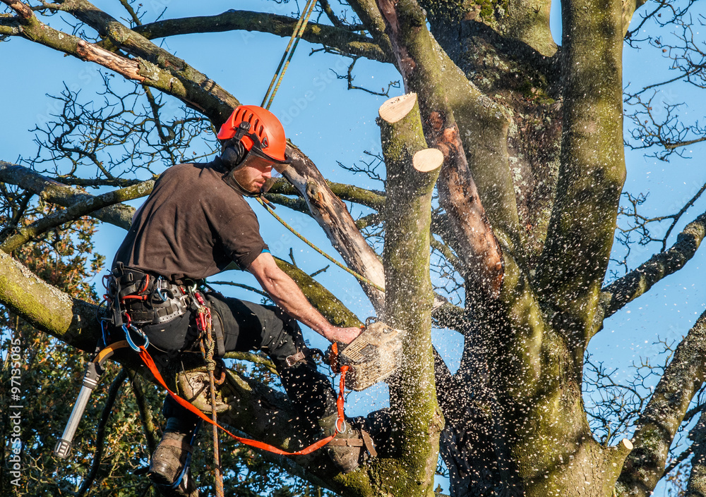 Tree surgeon hanging from ropes in the crown of a tree using a chainsaw. Motion blur of wood chips. Full safety equipment and ropes. Tree surgeon hanging from ropes in the crown of a tree using a chainsaw. Motion blur of wood chips. Full safety equipment and ropes.