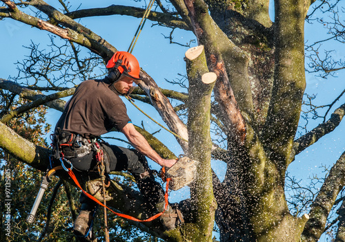 Tree surgeon hanging from ropes in the crown of a tree using a chainsaw.  Motion blur of wood chips.  Full safety equipment and ropes. photo