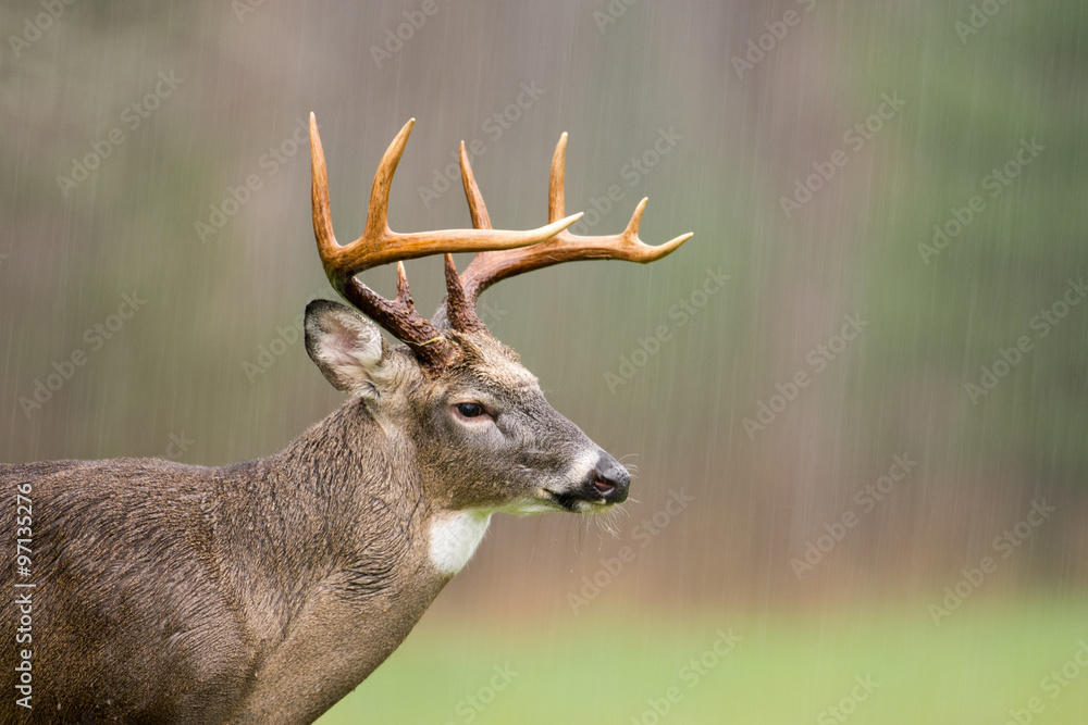 Naklejka premium White-tailed deer buck in rain