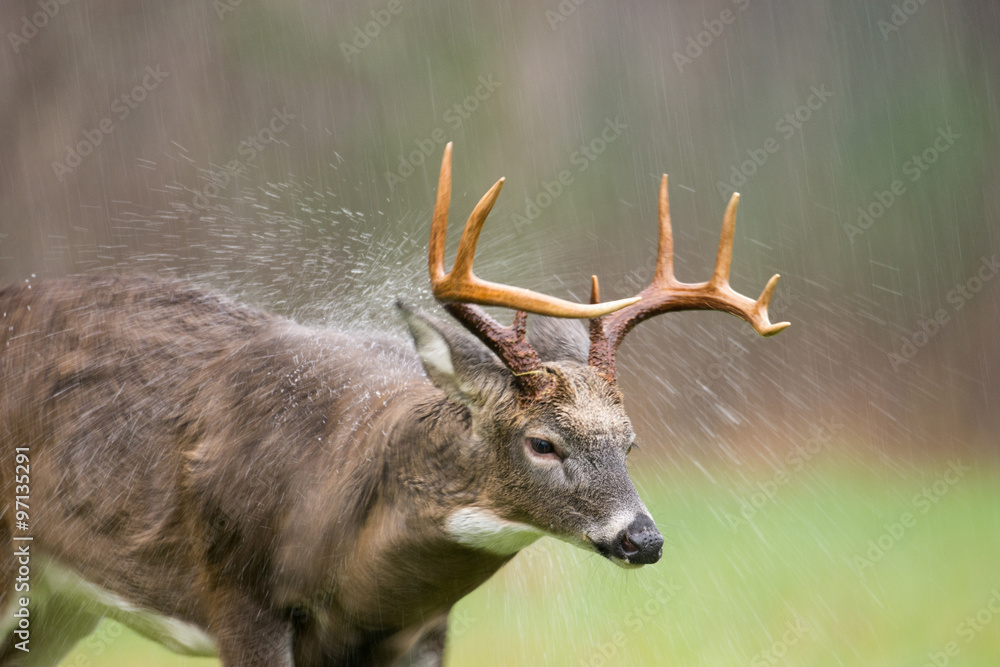 Fototapeta premium White-tailed deer buck shaking off rain