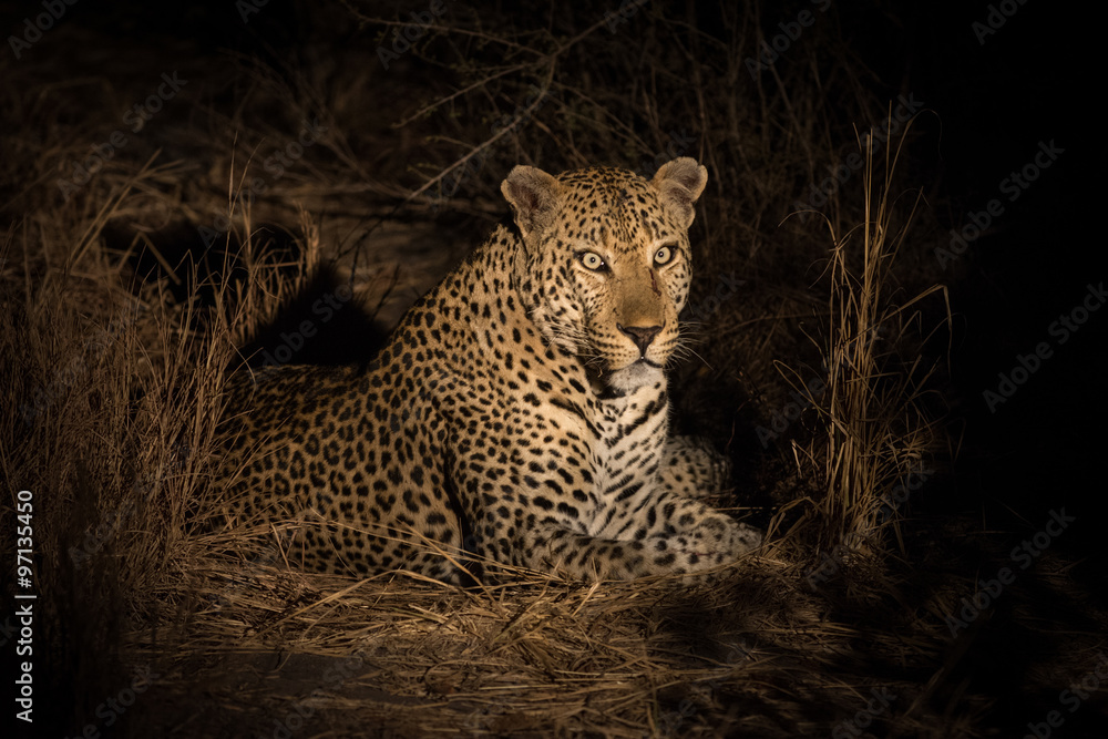 Naklejka premium Leopard resting in the shade in the bush a night