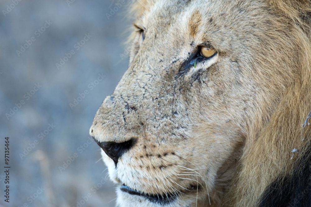 Obraz premium Male lion