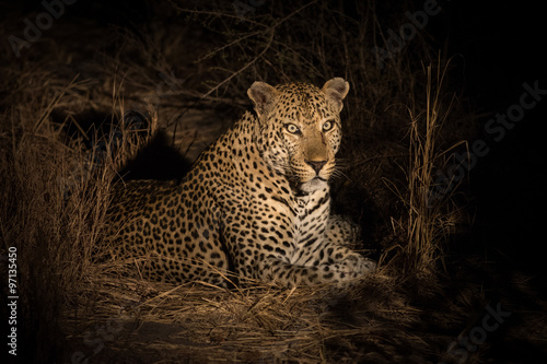 Leopard resting in the shade in the bush a night