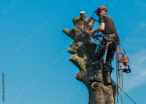 Lumberjack roped working at the top of a tree.  He is tied by sa © ChrisWarham
