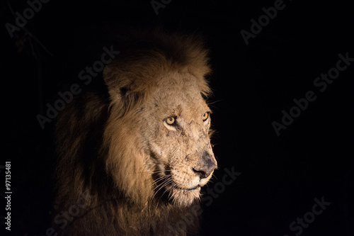 Fototapeta Naklejka Na Ścianę i Meble -  Lion at night