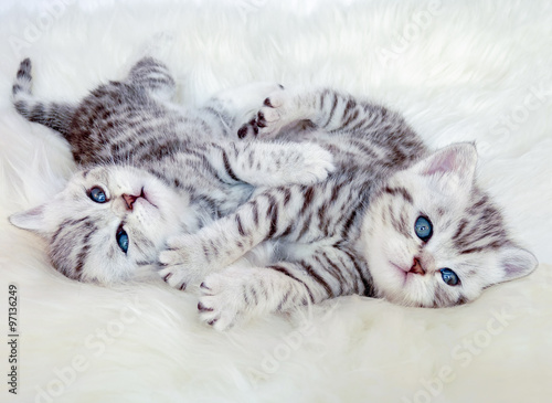Two young british shorthair silver tabby cats lying playing toge