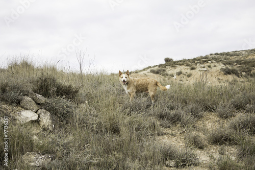 Dog on hill
