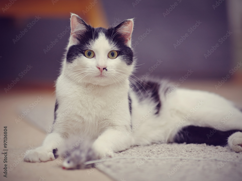 Black-and-white beautiful domestic cat