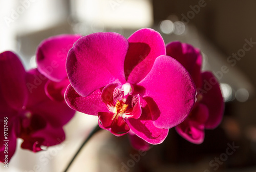 Purple orchid photo