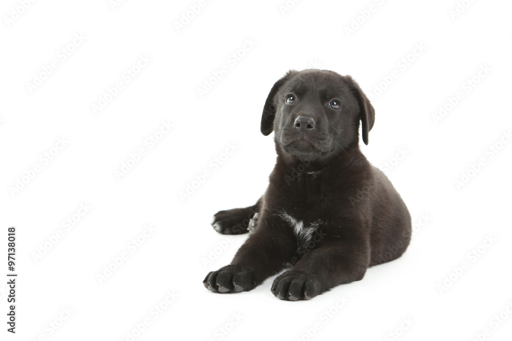 Beautiful black labrador puppy isolated on a white Beautiful black labrador puppy isolated on a white