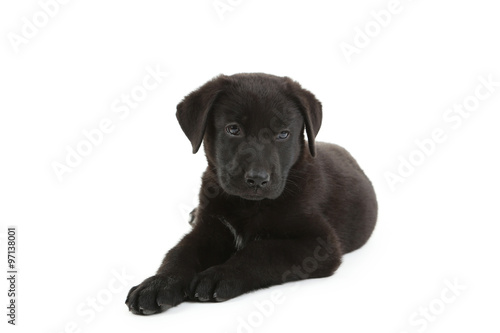 Beautiful black labrador puppy isolated on a white