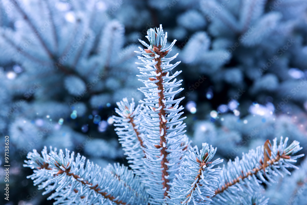 Blue Pine branches isolated.
