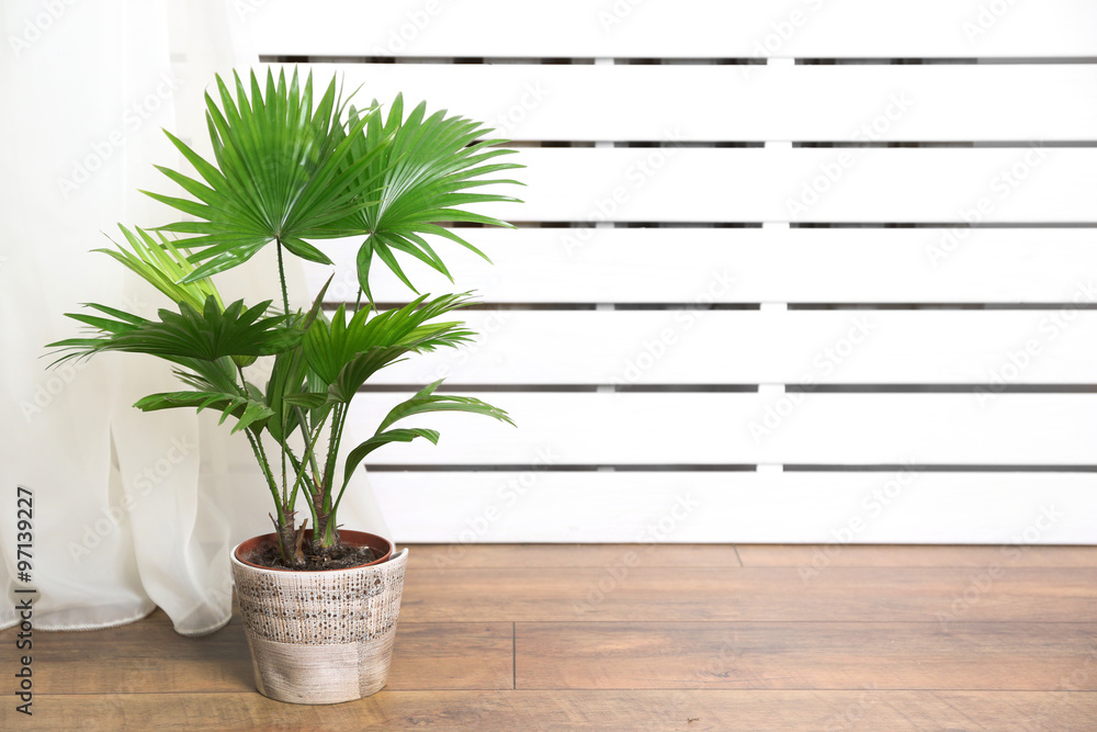 Fototapeta premium Palm tree (Livistona Rotundifolia) in flowerpot on floor at home