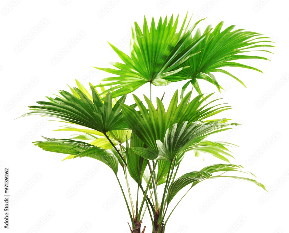 Palm tree (Livistona Rotundifolia), isolated on white Palm tree (Livistona Rotundifolia), isolated on white