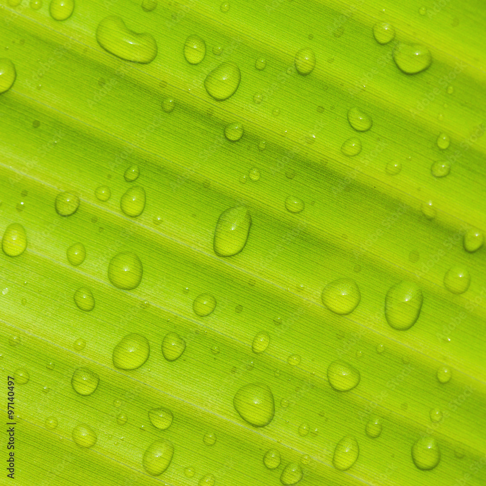 Beautiful green leaf Beautiful green leaf